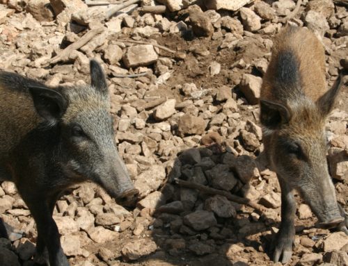 Verrassende ontmoetingen op Samos