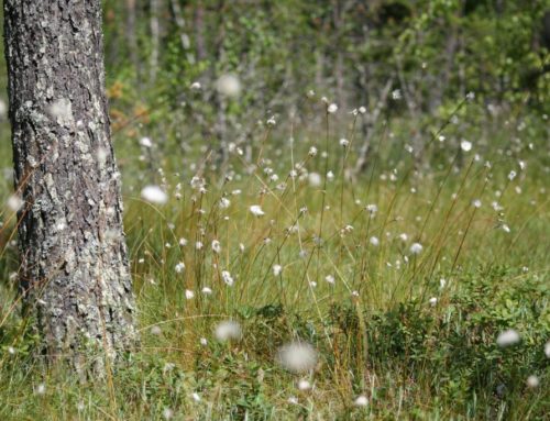 Yttermalung: stuwwallen, veen, moeras en nieuw bos