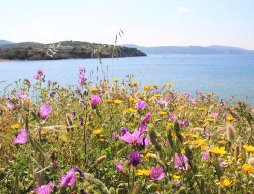 Kaap Paliouri, Chalkidiki: bloementapijt aan zee