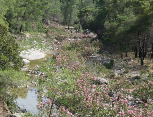 Van Lardos naar Asklipio: bossen, beken en kikkers